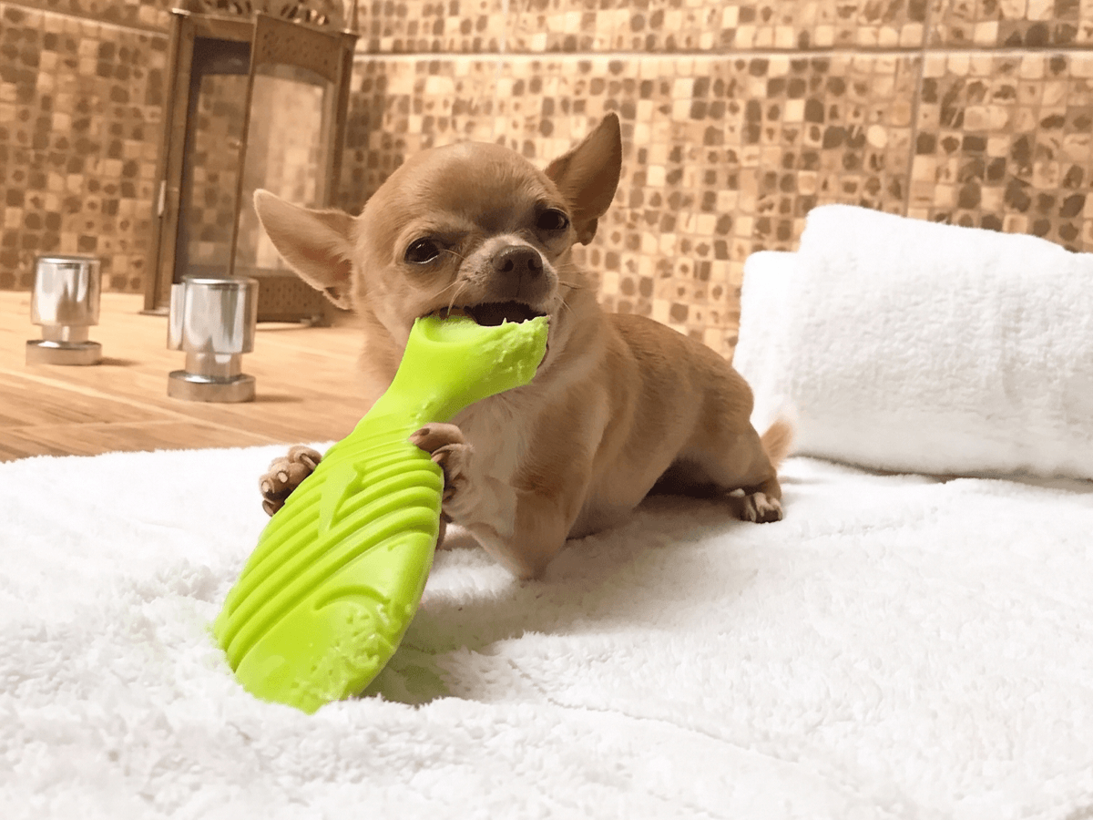 Pet Friendly